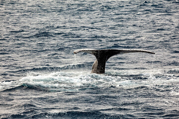 Whale Watching of Humpback whales in the Antarctic area	