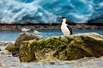 A cormorant of the antarctic wildlife	