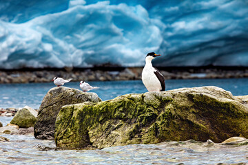 A cormorant of the antarctic wildlife	