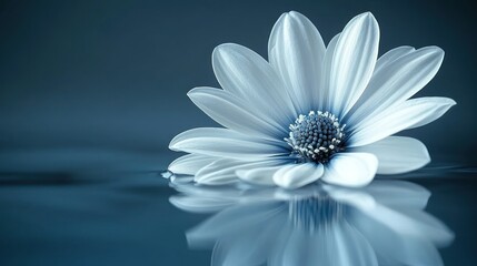 Serene White Flower on Calm Water: A Study in Serenity and Tranquility