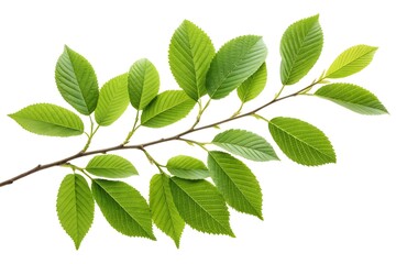 Obraz premium green leaves isolated on white