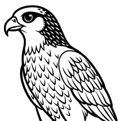 eagle isolated on white