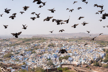 Panoramic view of Jodhpur old town in Rajasthan, India. Aerial view of traditional blue houses at sunset with birds flying in the sky