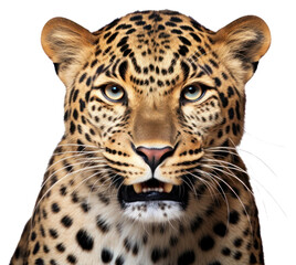 Obraz premium PNG Leopard wildlife cheetah animal.