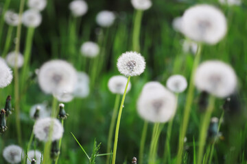 White dandelions in green grass. summer white flowers.