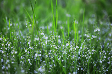 Spring green grass. Calm quiet scene green grass landscape.