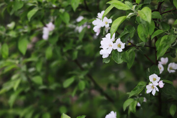 Spring bloom. The first flowers against the background of green spring.