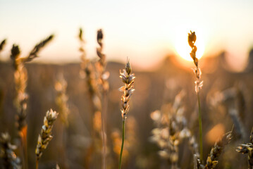 spikelet fields of wheat