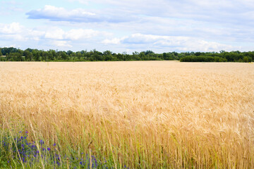spikelet fields of wheat