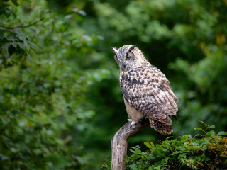 Eurasian eagle-owl sitting on a dead tree