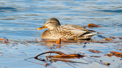 duck on the water