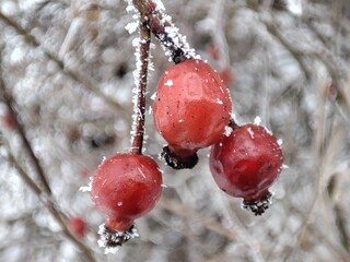 Three ripe red hips covered with frost