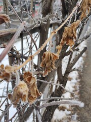 Frozen brown leaves on fence