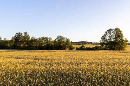 a field with a wheat harvest at sunset and a blue sky