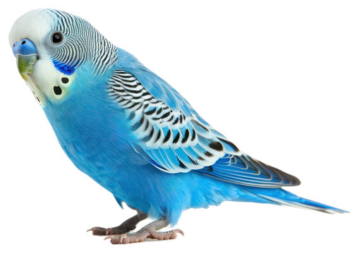 PNG Colorful blue budgerigar parrot