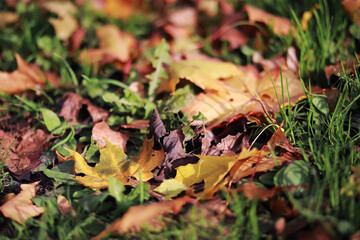Beautiful autumn park. Russian North. Autumn trees and leaves. Autumn Landscape.Park in Autumn. Forest in Autumn.