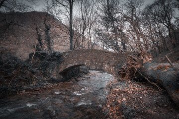 bridge in the forest