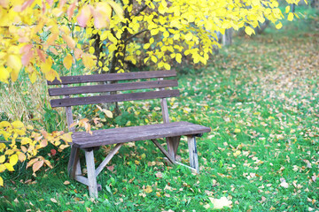 city park without people on an autumn day, bright rays of the sun shine through the crowns of maple...