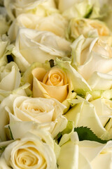 a group of small roses for gifts and other festive events