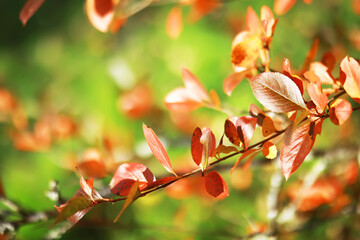 city park without people on an autumn day, bright rays of the sun shine through the crowns of maple trees