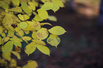 Beautiful autumn park. Russian North. Autumn trees and leaves. Autumn Landscape.Park in Autumn. Forest in Autumn.
