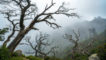 Fototapeta premium Ancient gnarled branches reach towards the fog-shrouded sky like withered fingers as if grasping for a long-lost world, dark skies, misty atmosphere, twisted tree trunks