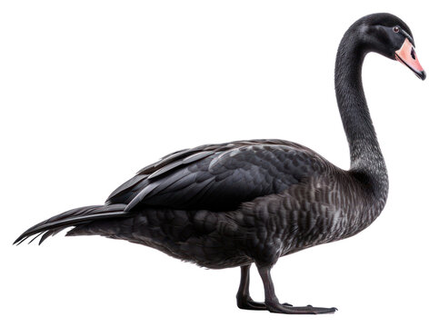 PNG Swan animal goose black.