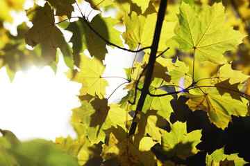 city park without people on an autumn day, bright rays of the sun shine through the crowns of maple trees