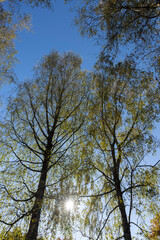 yellowing birch foliage against a blue sky in sunny autumn weather