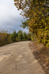 rural unpaved road through the forest in the countryside