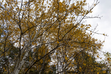 the orange foliage of birch trees in cloudy weather