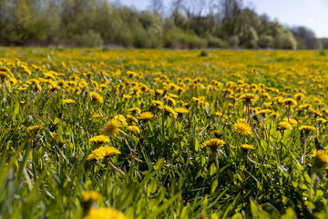 blooming yellow dandelions in the spring in the field