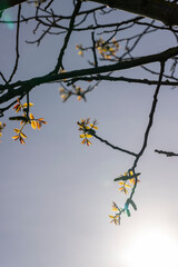 sunny weather in an orchard with walnuts