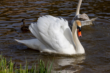 white swans who arrived in eastern Europe in the spring to raise offspring