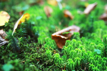 city park without people on an autumn day, bright rays of the sun shine through the crowns of maple trees