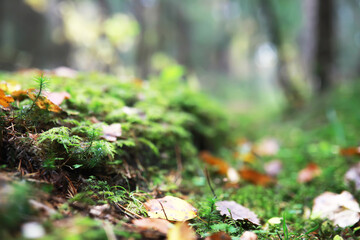 city park without people on an autumn day, bright rays of the sun shine through the crowns of maple trees