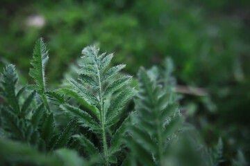 Flowers and plants summer field in sunlight