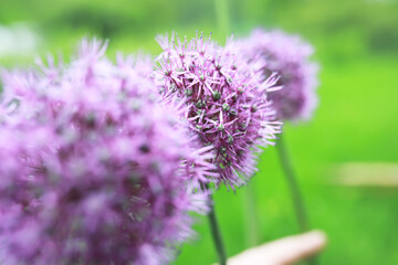 Summer lawn against the backdrop of sunset.