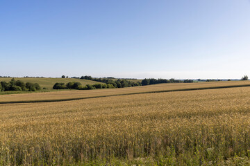Obraz premium a wheat field with a new harvest of cereals at sunset