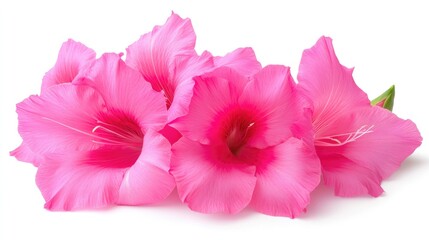 Naklejka premium vibrant pink gladiolus flowers cluster on white background showcasing beauty and elegance suitable for floral design and decoration