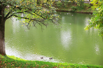 city park without people on an autumn day, bright rays of the sun shine through the crowns of maple trees