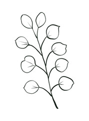 Elegant Botanical Line Drawing of Flowering Stem with Delicate Leaves and Blossoms for Minimalist Artistic Designs