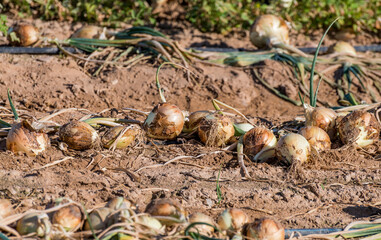 Close up of agricultural field with harvesting ripe onions being dried in the open air. Sustainable agriculture industry in desert and arid areas of the Middle East. No AI tools were used
