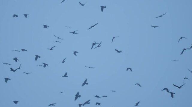 many birds in the sky on a cloudy day. crows flying in the sky in slow motion