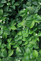 Dense leaves of blooming strawberry