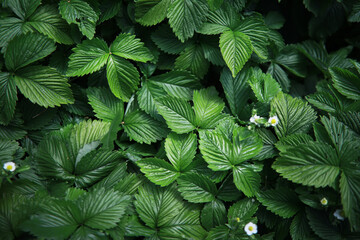 Dense leaves of blooming strawberry