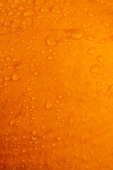 orange pumpkin wet in water close up