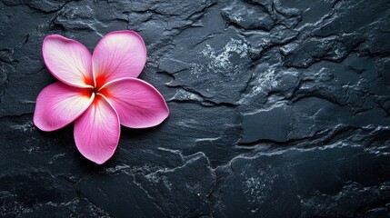 Delicate pink frangipani flower resting on a textured black stone background showcasing natural beauty and tranquility