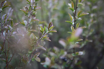 Summer landscape, lush green vegetation and nature.