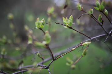 Summer landscape, lush green vegetation and nature.